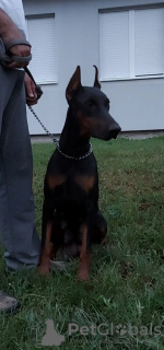 Additional photos: DOBERMAN puppies of the highest quality