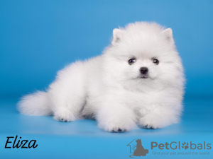 Photo №2 to announcement № 98887 for the sale of german spitz, pomeranian - buy in Russian Federation breeder