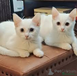 Photo №1. turkish angora - for sale in the city of Helsinki | 516$ | Announcement № 166340