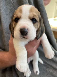 Photo №1. german spitz - for sale in the city of Los Angeles | 543$ | Announcement № 143136