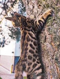 Photo №1. bengal cat - for sale in the city of Minsk | 157$ | Announcement № 13814