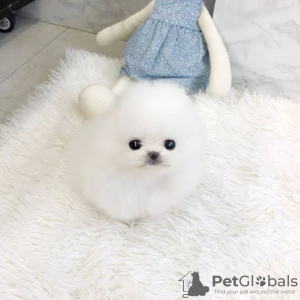 Photo №1. pomeranian - for sale in the city of Люксембург | 471$ | Announcement № 130551