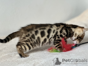 Additional photos: Bengal kitten