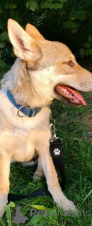 Photo №1. czechoslovakian wolfdog - for sale in the city of Minsk | negotiated | Announcement № 33280