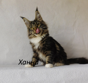 Photo №2 to announcement № 6466 for the sale of maine coon - buy in Russian Federation from nursery