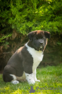 Photo №3. American Akita puppies. Ukraine