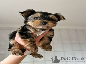 Photo №1. yorkshire terrier - for sale in the city of Vilnius | 400$ | Announcement № 44905