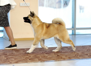 Photo №1. american akita - for sale in the city of Khabarovsk | negotiated | Announcement № 5166