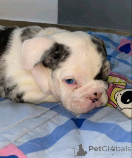 Photo №1. english bulldog - for sale in the city of Werbass | negotiated | Announcement № 163981