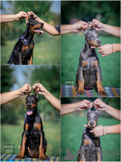 Photo №2 to announcement № 115573 for the sale of dobermann - buy in Serbia 