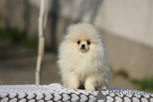 Photo №1. pomeranian - for sale in the city of Bachka-Palanka | negotiated | Announcement № 161468