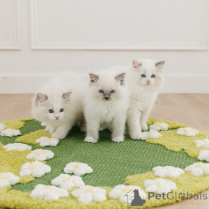 Photo №2 to announcement № 169332 for the sale of ragdoll - buy in Poland breeder