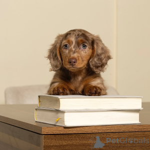 Photo №3. Miniature Dachshund Puppies for sale contact whatsapp business 447450021323. Finland