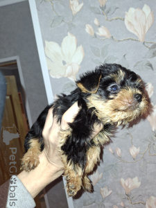 Photo №4. I will sell beaver yorkshire terrier, yorkshire terrier in the city of Daugavpils. private announcement, from nursery, breeder - price - 619$