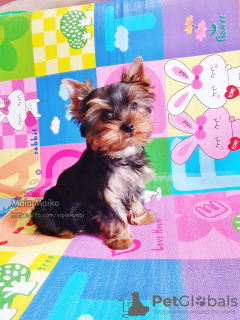 Photo №1. yorkshire terrier - for sale in the city of Tbilisi | 600$ | Announcement № 66837