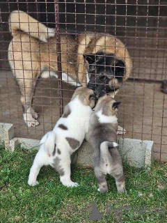 Additional photos: American Akita puppies