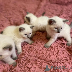 Photo №1. balinese cat - for sale in the city of Brannenburg | 361$ | Announcement № 176677