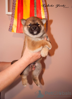 Additional photos: Shiba Inu puppy from the kennel RKF KUMIKO YOSHI