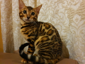 Photo №1. bengal cat - for sale in the city of  | Negotiated | Announcement № 4411