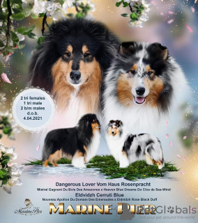 Photo №1. rough collie - for sale in the city of St. Petersburg | 1220$ | Announcement № 10542