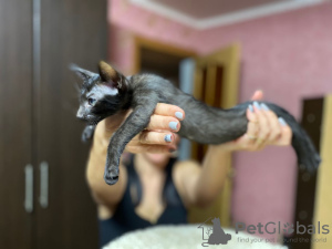 Photo №2 to announcement № 8467 for the sale of oriental shorthair - buy in Russian Federation 