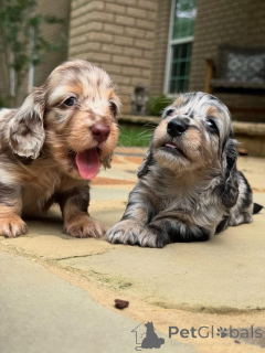 Photo №1. dachshund - for sale in the city of Adelboden | 774$ | Announcement № 161829