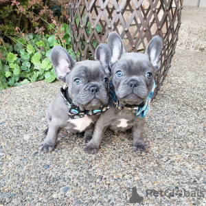 Photo №4. I will sell french bulldog in the city of Günzburg. breeder - price - 1057$