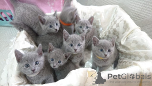 Photo №1. russian blue - for sale in the city of St. Petersburg | 609$ | Announcement № 10765