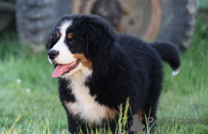 Photo №2 to announcement № 19971 for the sale of bernese mountain dog - buy in Poland breeder
