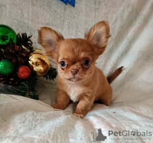 Photo №3. Chihuahua pedigree boys. Belarus