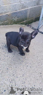 Photo №1. french bulldog - for sale in the city of Зальцбург | 528$ | Announcement № 60787