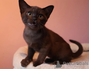 Photo №1. burmese cat - for sale in the city of Jülich | 361$ | Announcement № 177598