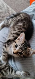 Photo №2 to announcement № 172702 for the sale of european shorthair - buy in Belgium private announcement, breeder
