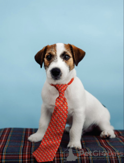 Photo №3. Jack Russell Terrier puppies. Russian Federation