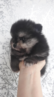 Photo №2 to announcement № 1332 for the sale of pomeranian - buy in Belarus private announcement, breeder