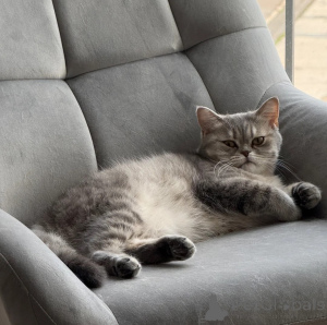 Photo №1. american shorthair - for sale in the city of Mansfeld-Südharz | 361$ | Announcement № 177560