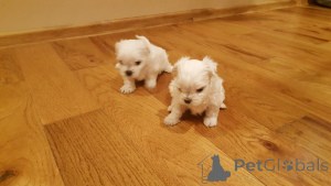 Photo №2 to announcement № 159437 for the sale of maltese dog - buy in Belgium private announcement