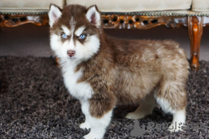 Additional photos: Siberian Husky Puppies ready