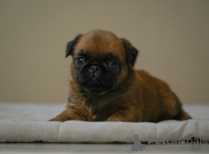 Photo №3. Charming Petit Brabançon girl. Belarus