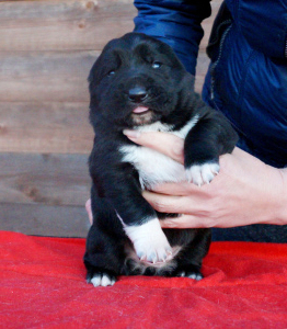 Photo №3. Large puppies of the Central Asian Shepherd. Russian Federation