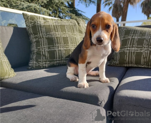 Photo №3. Affordable Beagle home bred puppies!. United States