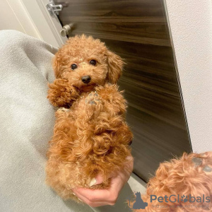 Photo №4. I will sell poodle (royal) in the city of Freiburg im Breisgau. private announcement, from nursery, breeder - price - 275$