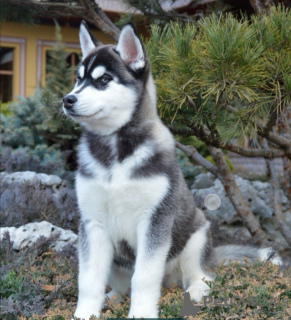 Photo №1. siberian husky - for sale in the city of Bradford | 2011$ | Announcement № 11335