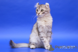 Additional photos: A rare breed kitten American Curl.