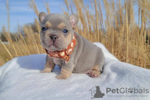 Photo №2 to announcement № 26901 for the sale of french bulldog - buy in Lithuania breeder