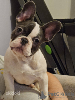 Photo №4. I will sell french bulldog in the city of Tallinn.  - price - 1902$