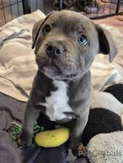 Photo №3. Lindos cachorros Staffordshire Bull Terrier para venda. Portugal