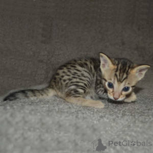 Photo №2 to announcement № 163291 for the sale of savannah cat - buy in Switzerland private announcement, breeder