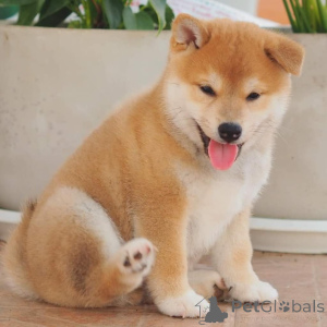 Photo №3. Japanese Shiba Inu. Belgium