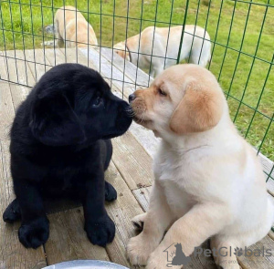 Photo №1. labrador retriever - for sale in the city of Fieberbrunn | negotiated | Announcement № 91582